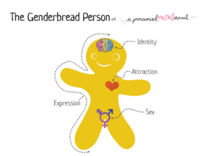 The genderbread person