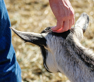 人獣共通感染症パネル調査：ブラバンダーは、動物から人間に感染する病気について（さらには）もっと知りたいと考えています